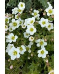 Ломикамінь Арендса Айс Корал Перл Вайт | Saxifraga Arendsii Ice Colours Pearl White | Камнеломка Арендса Айс Корал Перл Вайт